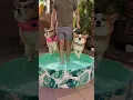 Download Lagu Corgis have a swimming lesson