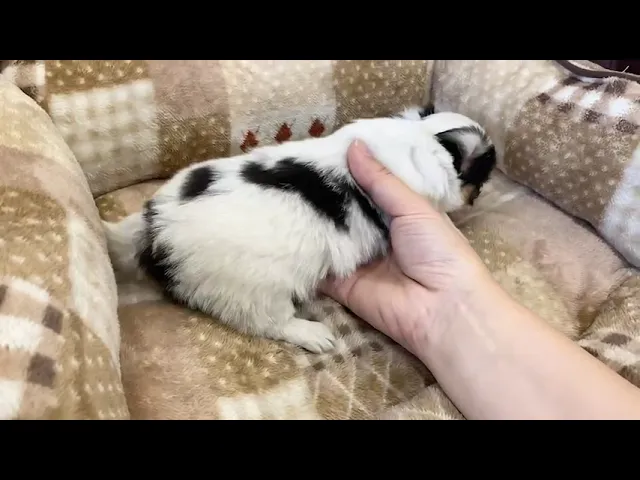 動画