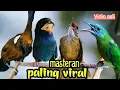 Download Lagu MASTERAN PALING VIRAL || TEMBAKAN NGEDURR PANJANG BERJEDAH || cungkok ,cililin ,tembak ,Tengkek Buto