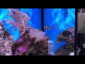 Download Lagu Michael Recagno's Nano reef