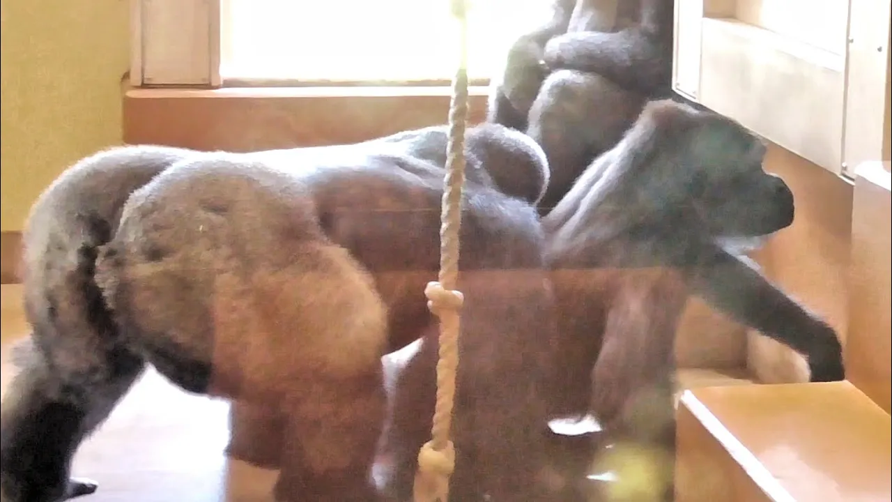 Annie assists Kiyomasa by interrupting Shabani. Gorilla, Silver back.