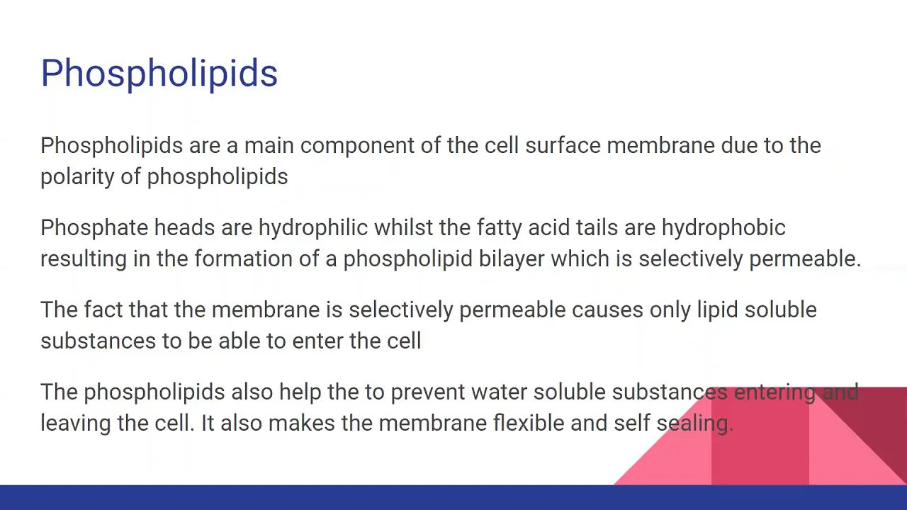 STRUCTURE OF THE CELL MEMBRANE- For AQA, OCR and Edexcel A level Biology