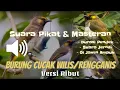 Download Lagu Suara Pikat \u0026 Masteran mp3 CUCAK WILIS/Rengganis - Di Jamin Ampuh