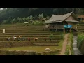 Download Lagu Suasananya Bikin Damai‼️Suasana Kampung Dengan Mata Air Abadi, Air Deras Mengalir Pinggir Rumah