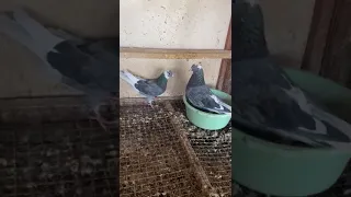 حمام قلابي لوت قطايف 