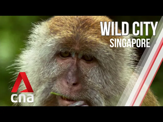 Singapore's Urban Wildlife | Wild City | Full Episode