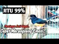 Download Lagu PANCINGAN TERCEPAT MERANGSANG EMOSI MURAI BATU LAIN , TERBUKTI EFEKTIF MEMENCING EMOSI