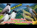 Download Lagu suara pikat kutilang ribut kombinasi pijantung pisang dan gunung paling ampuh pikat burung kecil 66