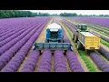 Download Lagu How Perfume Is Made – Inside a Luxury PERFUME Factory