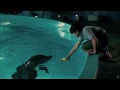 Dolphin Tale [HD Music Video] - \