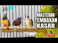 Lagu 🔴MASTERAN TEMBAKAN KASAR CUCAK CUNGKOK - TEPUS KEPALA ABU - KAPAS TEMBAK cocok buat murai batu