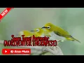Download Lagu Terapi Burung Pleci Auriventer @RDKicauMania