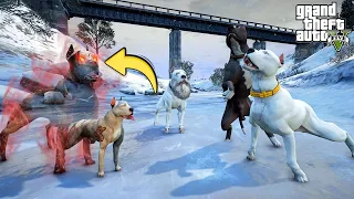 YAVRU PİTBULL KASIRGA GERÇEĞİ ÖĞRENİYOR! ASLINDA KİM? - GTA 5 PİTBULL'UN HAYATI