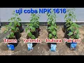 Lagu Uji coba pupuk npk 1616 mana yang bagus.!!! #npk #pupukcabe #bertani
