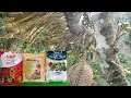 Lagu hasil pemupukan pohon durian menggunakan MKP KNO3 BORON FERTILA