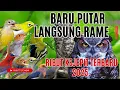 Suara Pikat Burcil Ribut Kejepit Super Ampuh Terbaru 2025 II Burung Kecil Sampai Besar Turun Semua!