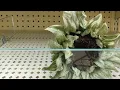 FALL FLORAL PICKS HOBBY LOBBY BROWSE WITH ME