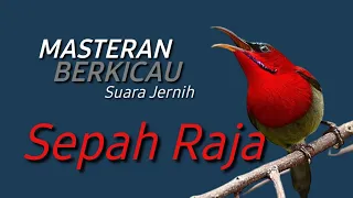 sepah raja gacor suara jernih masteran burung berkicau