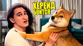 ХЕРЕЙД БОИТСЯ МОЕЙ СОБАКИ!