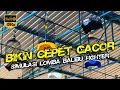 Download Lagu TEST MENTAL BALIBU | Simulasi Lomba Lovebird Fighter dan Masteran Burung Digantangan