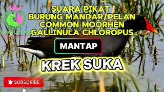 krek suka suara pikat burung mandar pelan common moorhen gallinula chloropus