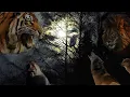 Download Lagu Forest At Night  - Jungle - Wild Animals Ambience - Crickets Lion Tiger Wolves Owls\u0026More