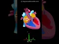 Download Lagu Cardiac Conduction System Electrical Signal Animation with ECG /EKG Waveform