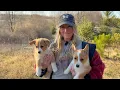 CORGI Rescue update