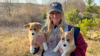 CORGI Rescue update