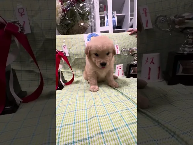 動画