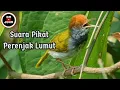 Lagu Suara Pikat Perenjak Lumut... Dijamin Ampuh