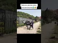 Download Lagu BOMBA PATLATMA ( KAMERA ARKASI ) - Eşkıya Dünyaya Hükümdar Olmaz