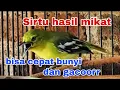 Download Lagu Cara merawat burung sirtu hasil mikat sendiri ,, biar cepat bunyi dan gacor.