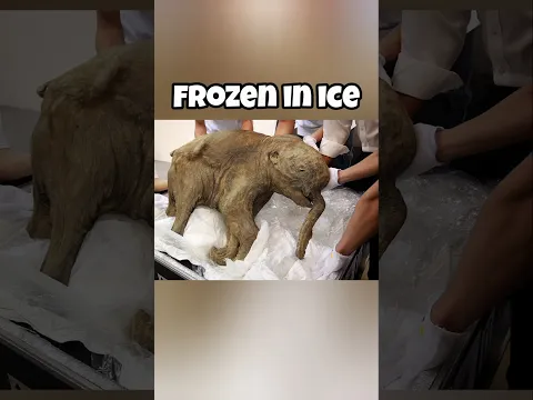 Extinct animals frozen in ice. #animals #shorts