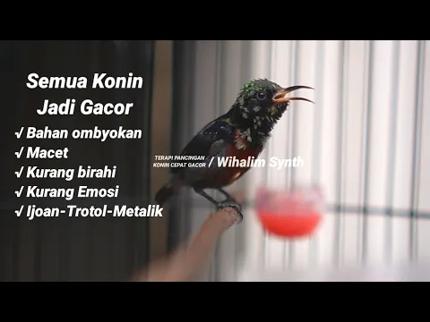 Download MP3 SUARA KONIN RIBUT !! PANCINGAN BIAR CEPAT GACOR • TERAPI KOLIBRI NINJA BAHAN CEPAT BUNYI PASTI NYAUT