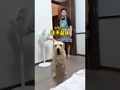 【旺仔很忙🐶wangzai is busy】狗仗人势的狗子，胆子果然够大！That dog it sure is bold!