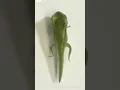 Download Lagu formation of tadpole into frog 🐸 . awesome video