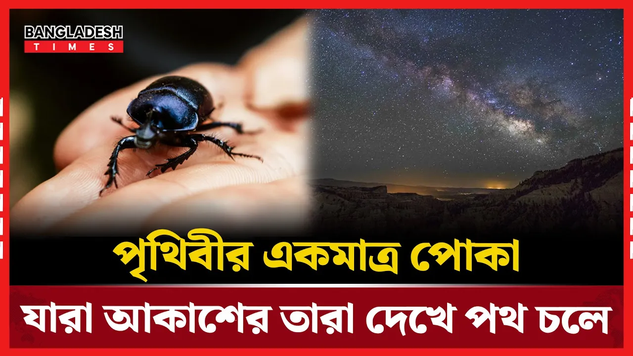 যে পোকা রাতে চলার জন্য ব্যবহার করে আকাশের তারার আলো | গুবরে পোকা