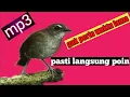 Download Lagu Suara MP3 pikatt burung jongkangan cingcoang coklat jernih🐦