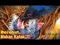 Download Lagu Anak Burung Bubut Hampir Tak Bisa Bernafas Karna Makan Katak - The Baby Bird Dying Eats Frogs