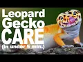 Complete Leopard Gecko Care Guide