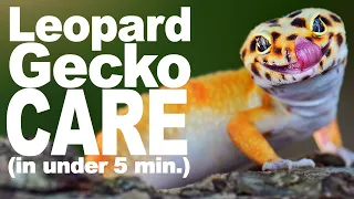 Complete Leopard Gecko Care Guide