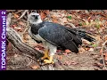 Download Lagu 10 Increibles Aves de Rapiña