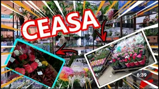FOMOS NO CEASA DE CURITIBA!!! (🔴TEM MUITAS FLORES)