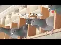 Download Lagu Derby ARONA Since 2005 - The State of the Art in Pigeon Racing Sport