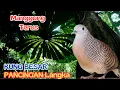 Download Lagu Perkutut Lokal Gacor Keras dan Panjang Dijamin Bikin Ketagihan