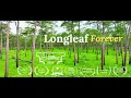Longleaf Forever