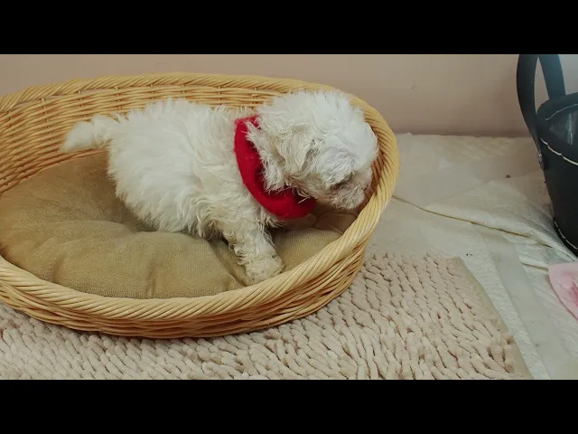 動画