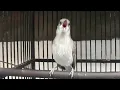 Download Lagu AMAZING!!!KECIAL KOMBO CUCAK KOMBO GACOR NGEBREN RAPAT!!COCOK UNTUK MASTERAN BURUNG BAHAN