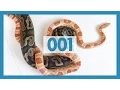 Ball Pythons VS Corn Snakes Which are Better Pets